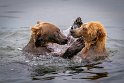 154 Katmai NP, bruine beren